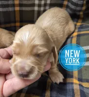 New York long-haired , a male Miniature Dachshund for sale in Knoxville, IA – 1 of 2