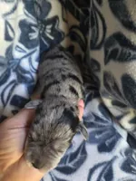 Sybylla, a female Miniature Schnauzer for sale in Knoxville, IA – 2 of 2