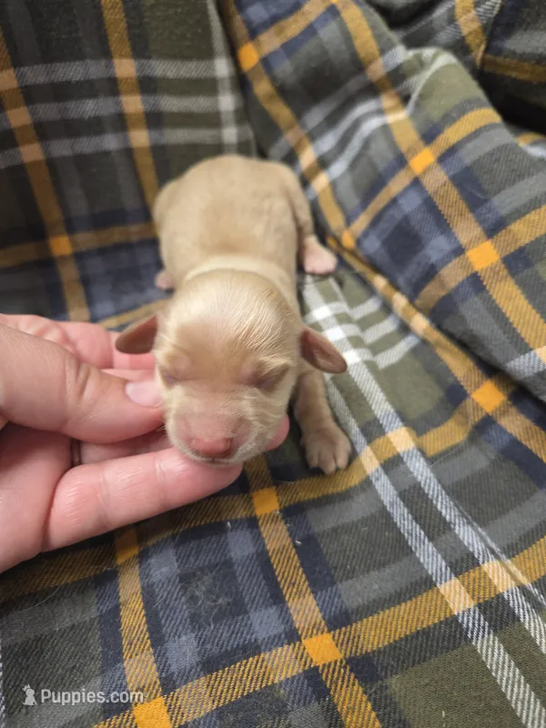 Burrito Long-haired  – Miniature Dachshund puppy for sale in Knoxville, IA