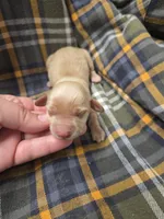 Burrito Long-haired , a male Miniature Dachshund for sale in Knoxville, IA – 2 of 2