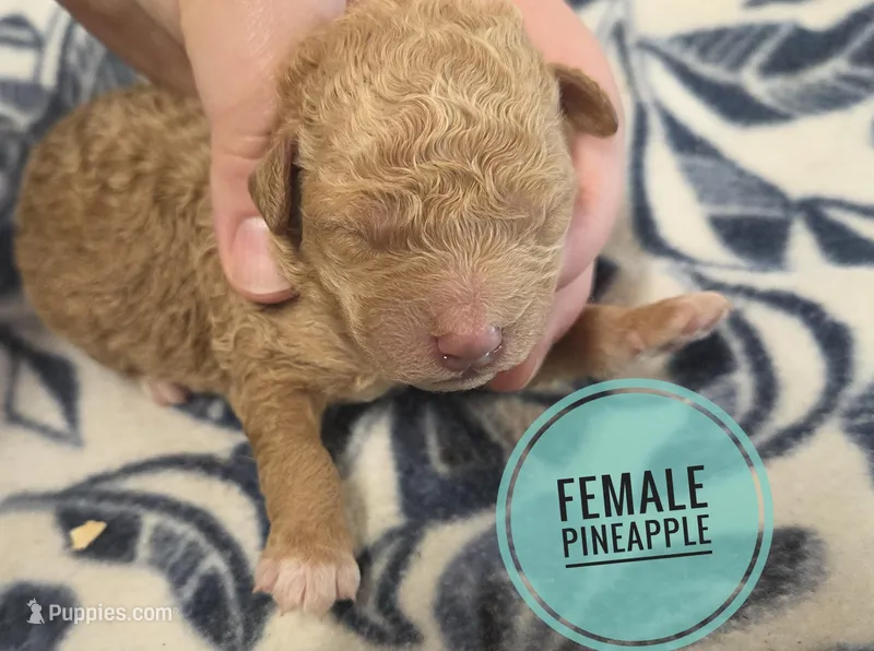 Pineapple moyen size  – Poodle - Miniature  puppy for sale in Knoxville, IA
