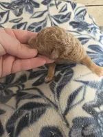 Pineapple moyen size , a female Poodle - Miniature  for sale in Knoxville, IA – Photo 2 of 2