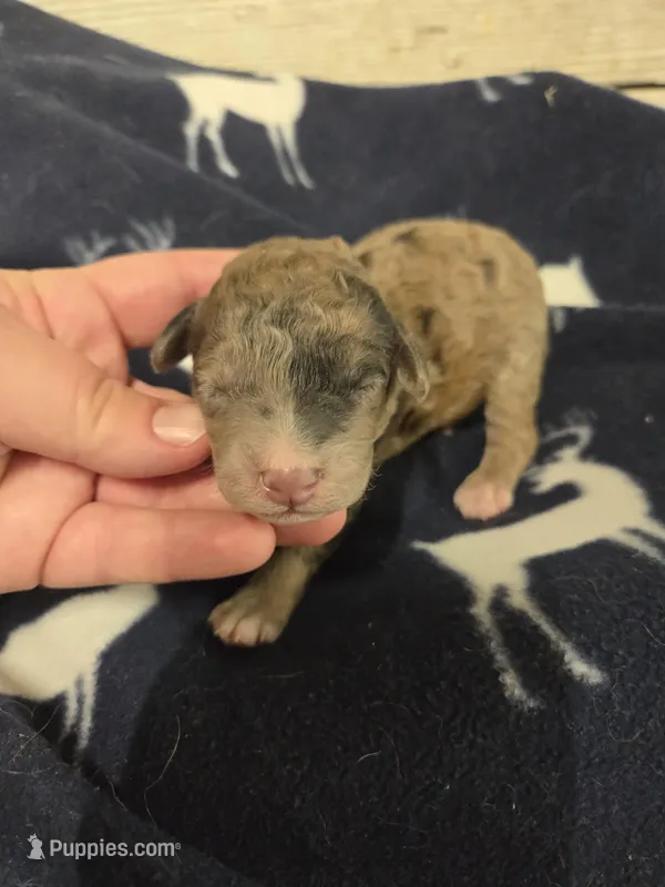 Sage – Miniature Aussiedoodle puppy for sale in Knoxville, IA
