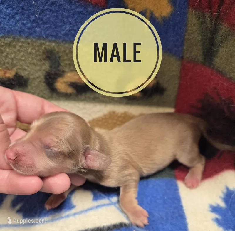 Jimmy Dean long-haired  – Miniature Dachshund puppy for sale in Knoxville, IA
