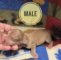 Jimmy Dean long-haired , a male Miniature Dachshund for sale in Knoxville, IA – 1 of 2