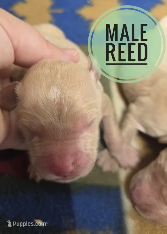 Reed – Miniature Golden Retriever puppy on hold in Knoxville, IA