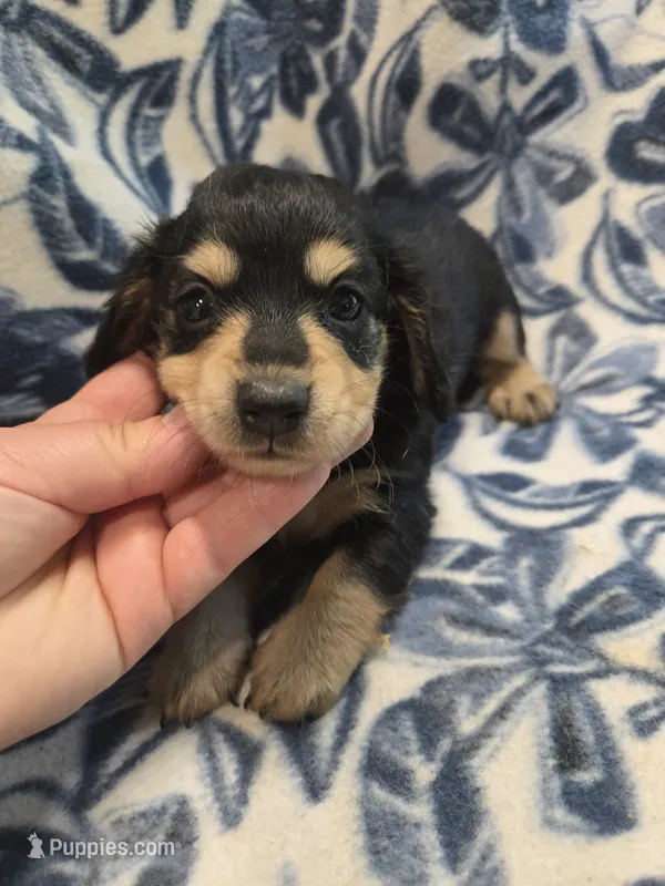 Jello long-haired  – Miniature Dachshund puppy for sale in Knoxville, IA