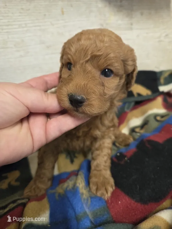 Cardinal moyen size – Poodle - Miniature  puppy for sale in Knoxville, IA