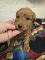 Cardinal moyen size, a male Poodle - Miniature  for sale in Knoxville, IA – 1 of 3