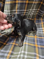 Dean Martin  Long haired , a male Miniature Dachshund for sale in Knoxville, IA – 2 of 2