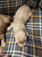 New York long-haired , a male Miniature Dachshund for sale in Knoxville, IA – 2 of 2