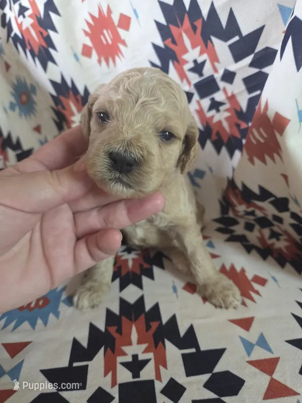 Amethyst – Cockapoo puppy for sale in Knoxville, IA