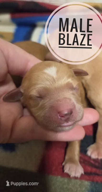 Blaze – Miniature Golden Retriever puppy for sale in Knoxville, IA