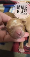 Blaze, a male Miniature Golden Retriever for sale in Knoxville, IA – 1 of 1