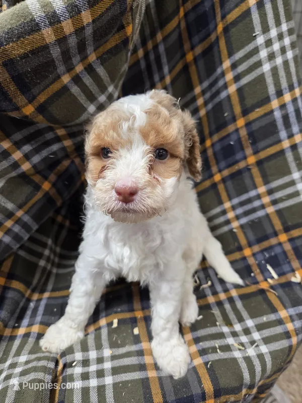 Diana  – Poodle - Miniature  puppy for sale in Knoxville, IA