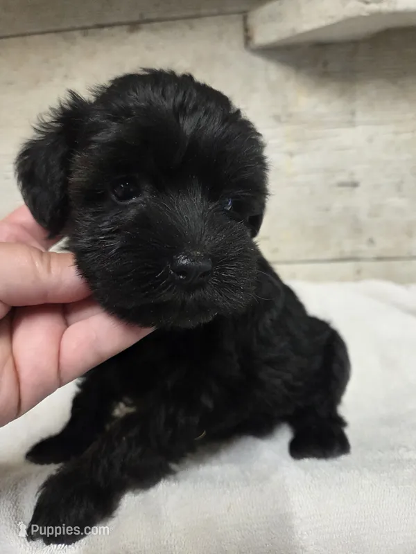 Mint – Miniature Schnauzer puppy on hold in Knoxville, IA