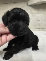 Mint, a female Miniature Schnauzer for sale in Knoxville, IA – 1 of 4