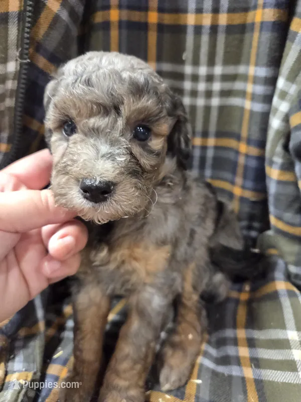 Bluey – Poodle - Miniature  puppy for sale in Knoxville, IA