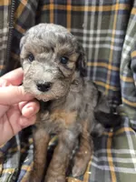 Bluey, a male Poodle - Miniature  for sale in Knoxville, IA – 1 of 4