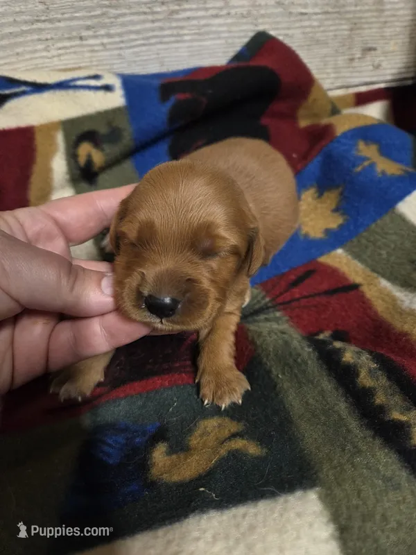 Jenny  – Miniature Golden Retriever puppy for sale in Knoxville, IA