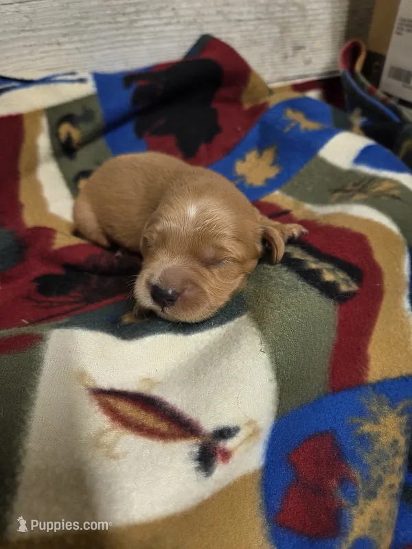 Fisher – Miniature Golden Retriever puppy for sale in Knoxville, IA