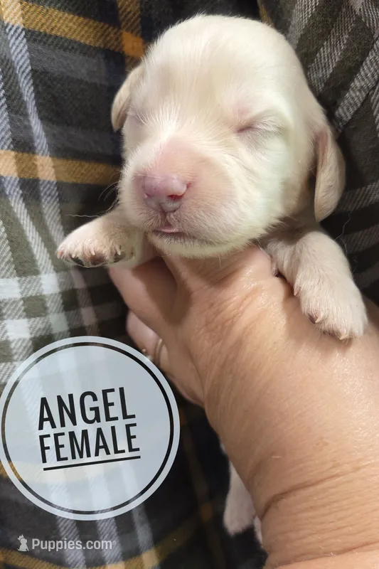 Angel long-haired  – Miniature Dachshund puppy for sale in Knoxville, IA