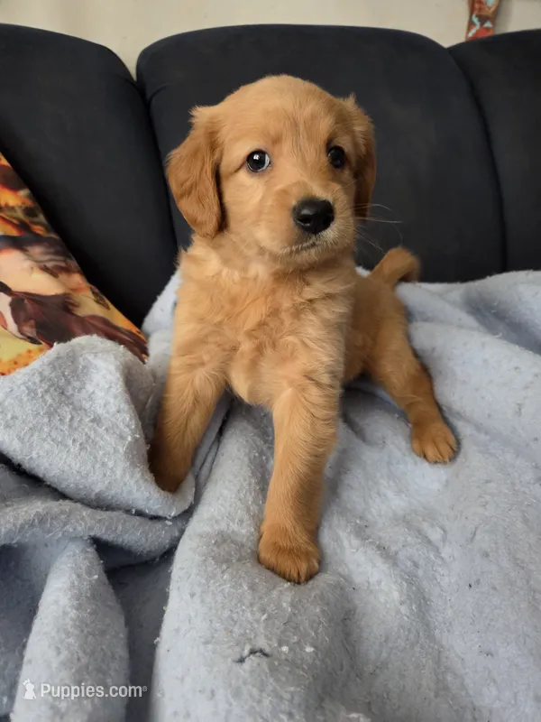 Hugo – Miniature Golden Retriever puppy for sale in Knoxville, IA