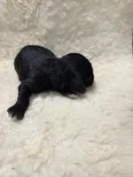 Mortitia, a female Doxiepoo for sale in Knoxville, IA – 2 of 2