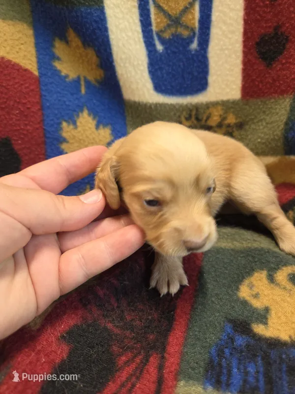 Blondie long-haired  – Miniature Dachshund puppy for sale in Knoxville, IA