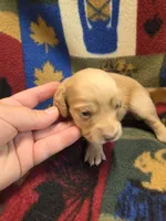 Blondie long-haired , a female Miniature Dachshund for sale in Knoxville, IA – 1 of 3