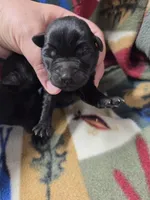 Expresso, a female Miniature Schnauzer for sale in Knoxville, IA – 2 of 3