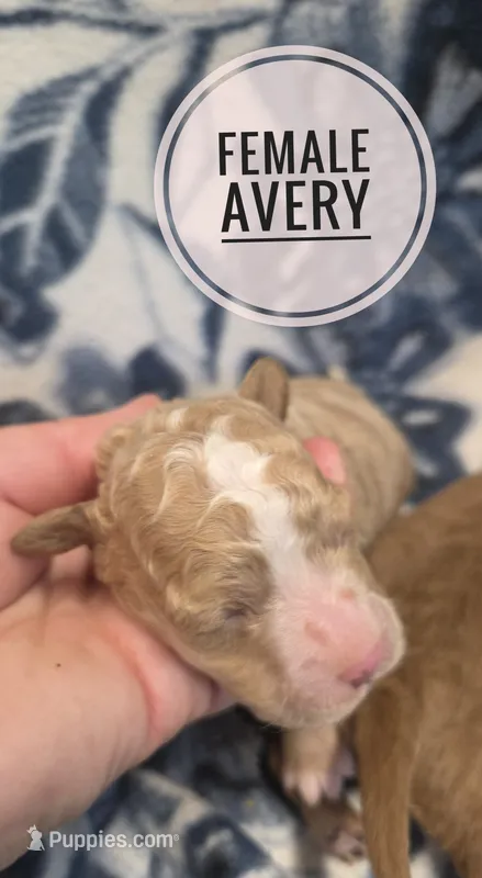 Avery  – Cockapoo puppy for sale in Knoxville, IA