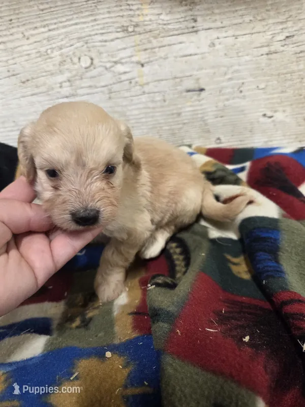 Enid – Doxiepoo puppy for sale in Knoxville, IA