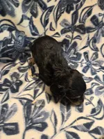 Donut long-haired , a female Miniature Dachshund for sale in Knoxville, IA – 4 of 4