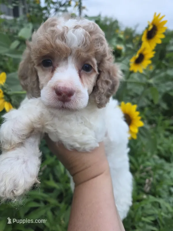 Diana  – Poodle - Miniature  puppy for sale in Knoxville, IA