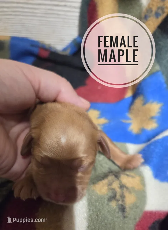 Maple  – Miniature Golden Retriever puppy for sale in Knoxville, IA