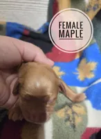 Maple , a female Miniature Golden Retriever for sale in Knoxville, IA – 1 of 1