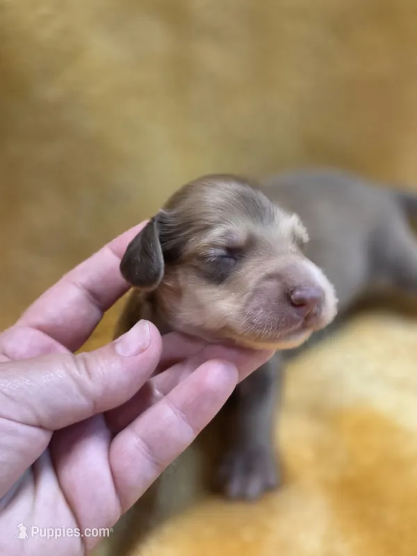 Toasty long-haired  – Miniature Dachshund puppy for sale in Knoxville, IA