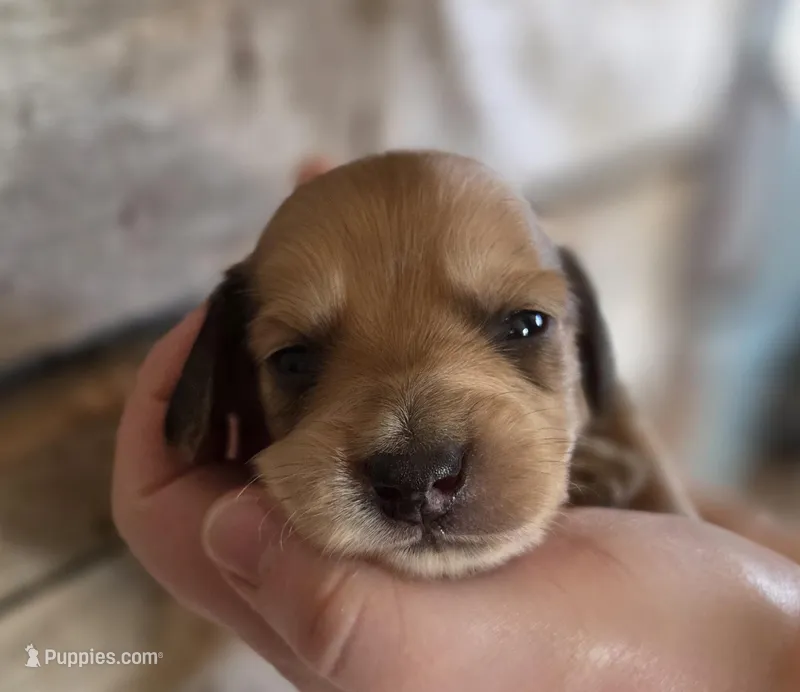 Tortellini long haired 
