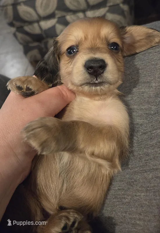 Tortellini long haired 
