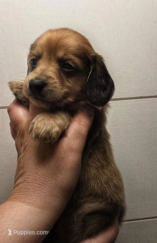 Tortellini long haired 