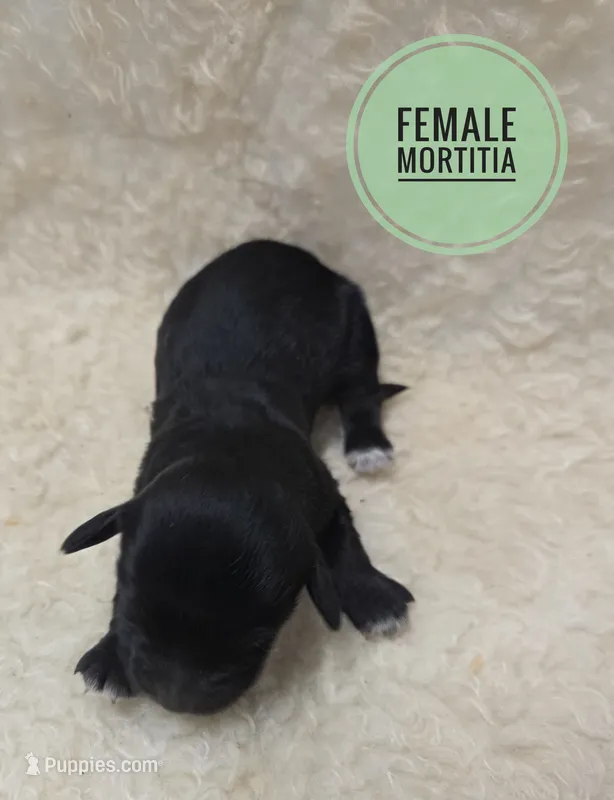 Mortitia – Doxiepoo puppy for sale in Knoxville, IA