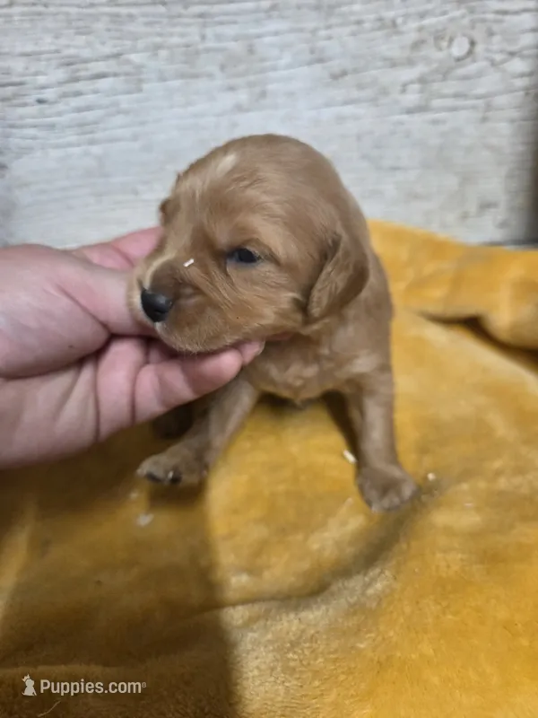 Fisher – Miniature Golden Retriever puppy for sale in Knoxville, IA