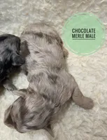 Rocket , a male Poodle - Miniature  for sale in Knoxville, IA – 2 of 2