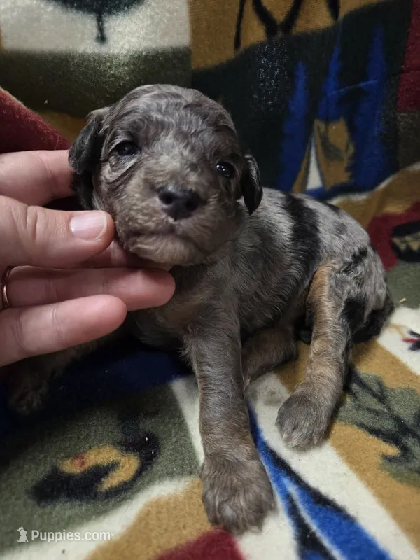 Bluey – Poodle - Miniature  puppy for sale in Knoxville, IA
