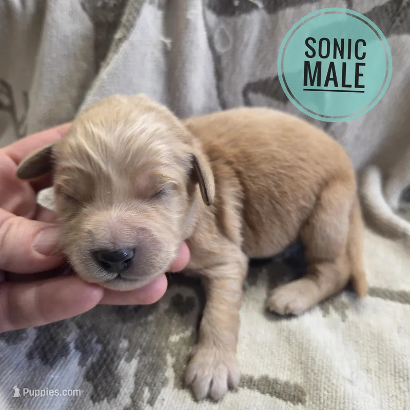 Sonic  – Miniature Golden Retriever puppy for sale in Knoxville, IA