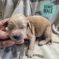 Sonic , a male Miniature Golden Retriever for sale in Knoxville, IA – Photo 1 of 2