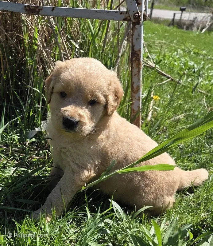 Sonic  – Miniature Golden Retriever puppy on hold in Knoxville, IA
