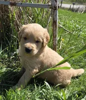 Sonic , a male Miniature Golden Retriever for sale in Knoxville, IA – 1 of 2