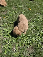 Sonic , a male Miniature Golden Retriever for sale in Knoxville, IA – 2 of 2